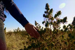 What does CBD stand for and what is it?