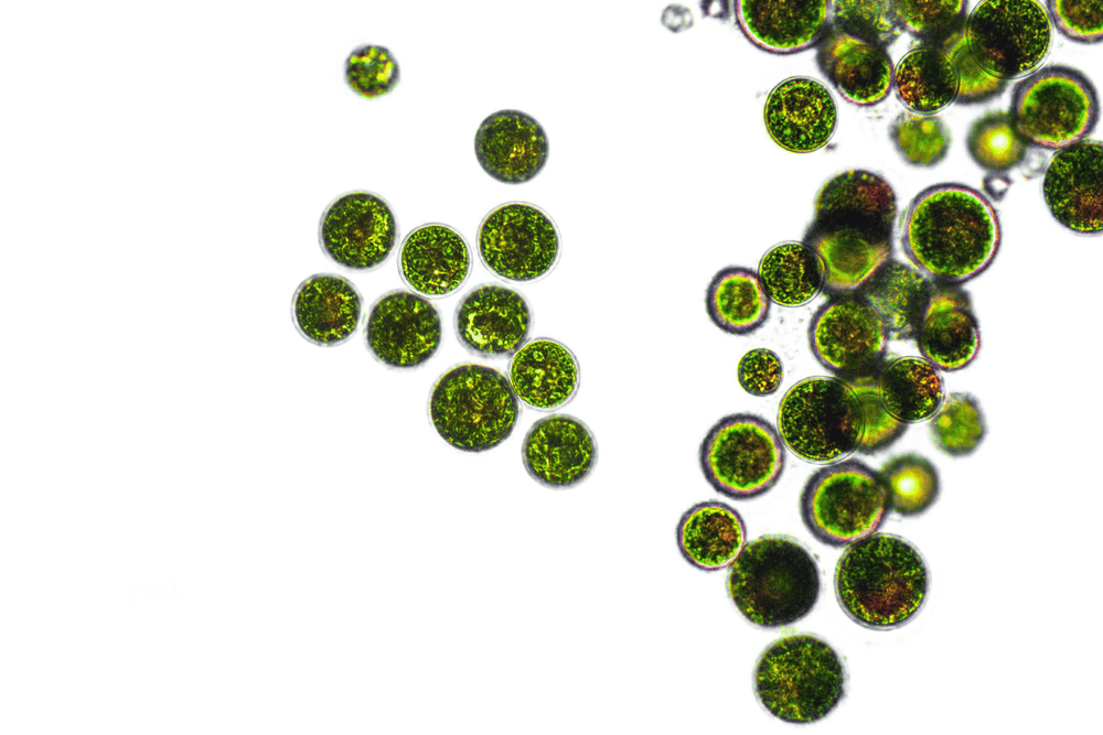 All About Terpenes