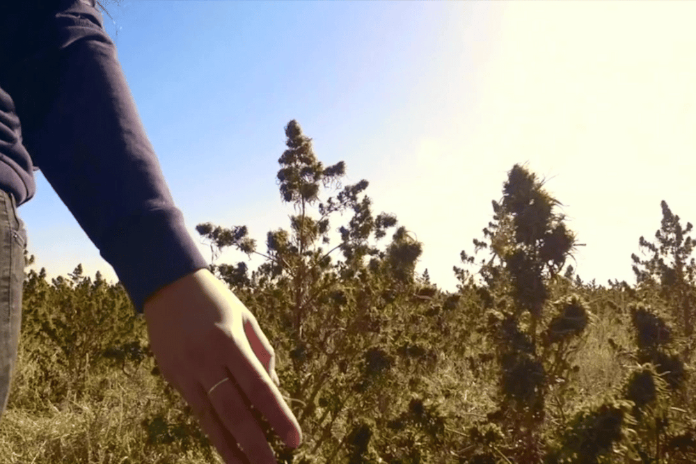 Simple, Honest CBD Shopping: The Kyoto Botanicals Way