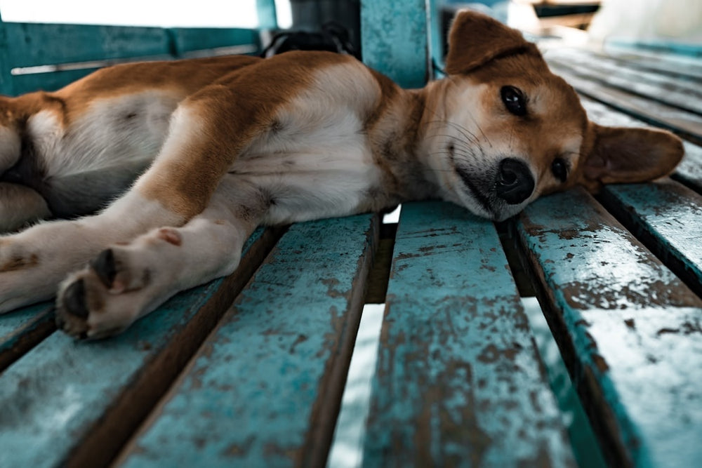 Exploring the Safety of CBD for Pets