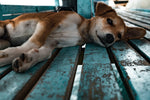Exploring the Safety of CBD for Pets