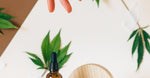 How Organic CBD Tinctures Support Holistic Wellness