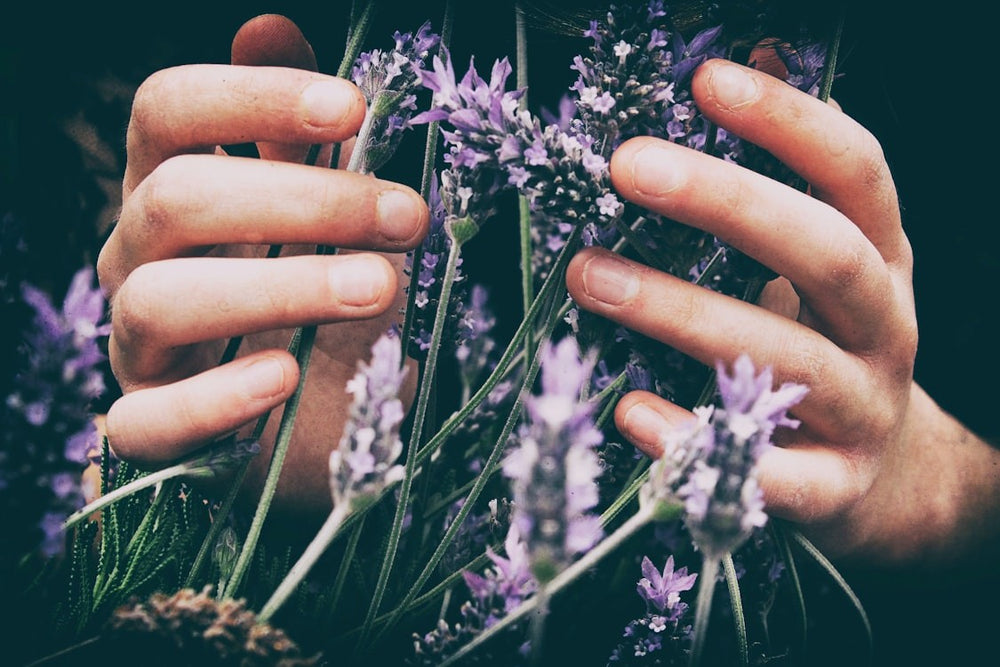 Understanding the Role of MCT Oil in CBD Tinctures